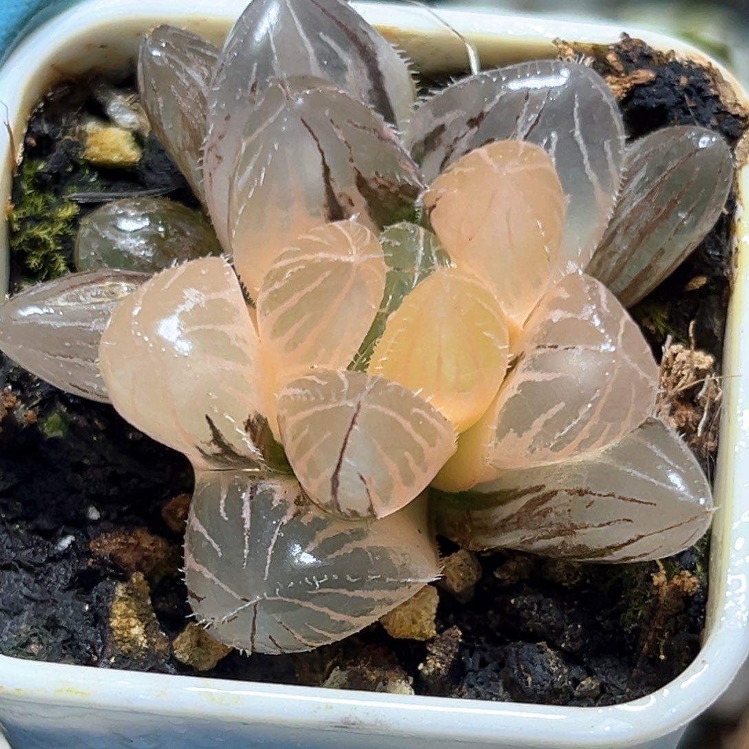 恭喜发财大吉大利410