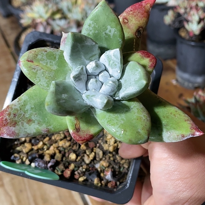 原始初霜杂拇指粗桩福利