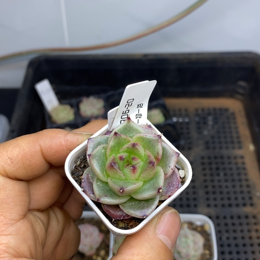 精品杂交一物一拍30620-285