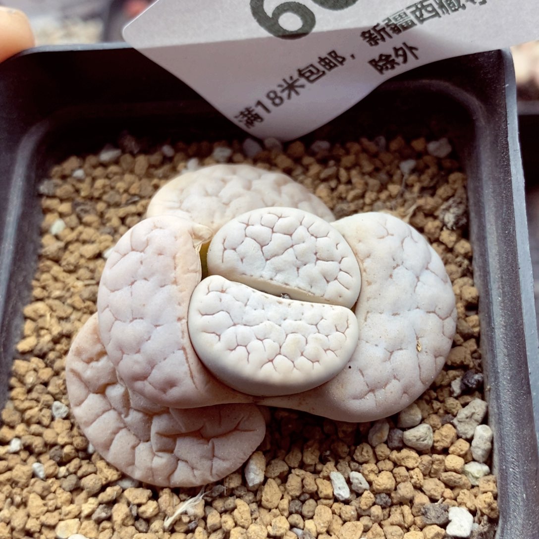 我的小姐姐们都是604