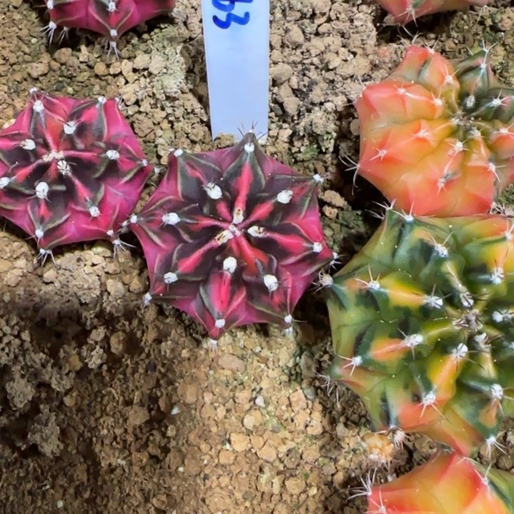 163-0118朝霞泰国发货多肉