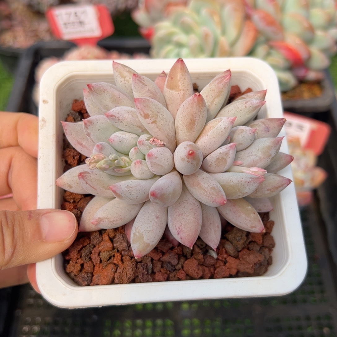 表妹精品多肉3996.