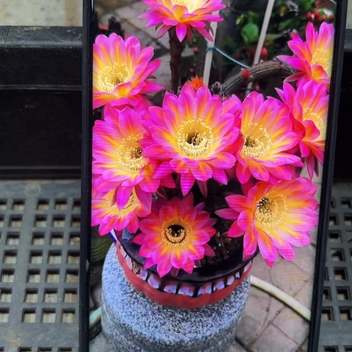 92彩草莲花灯歪无根侧芽4公分左右20包邮