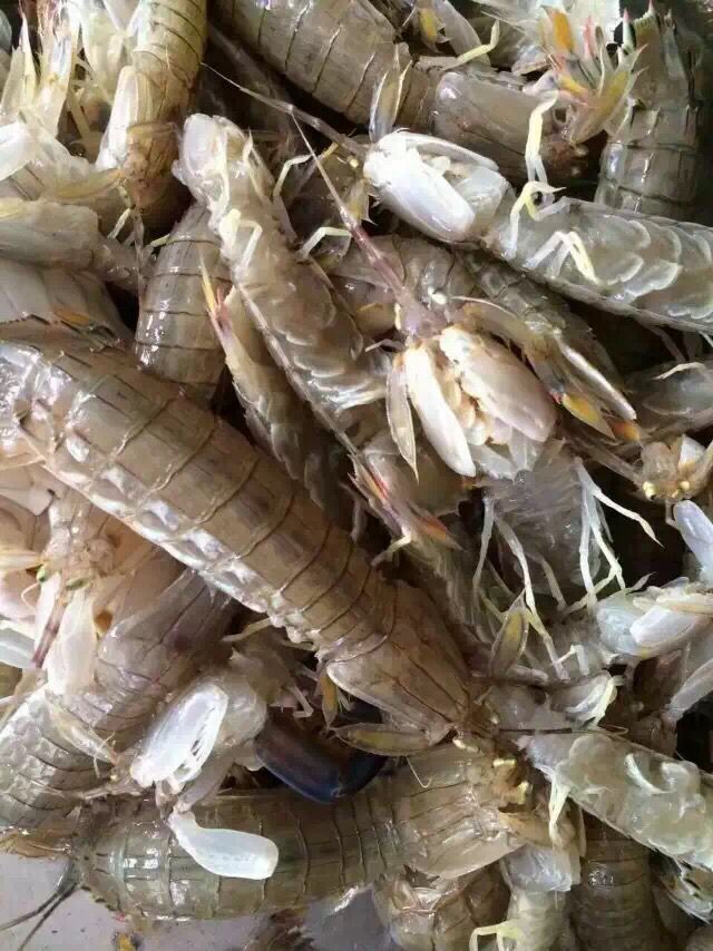 莱州本地野生海捕鲜活小皮皮虾爬虾小船海鲜