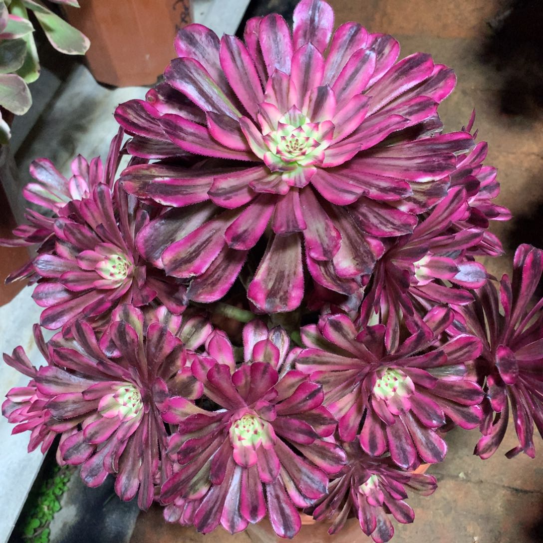 玉颜仙子，多肉植物