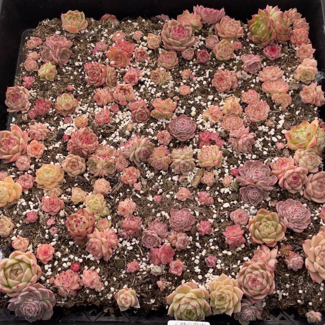 云糖心多肉植物502