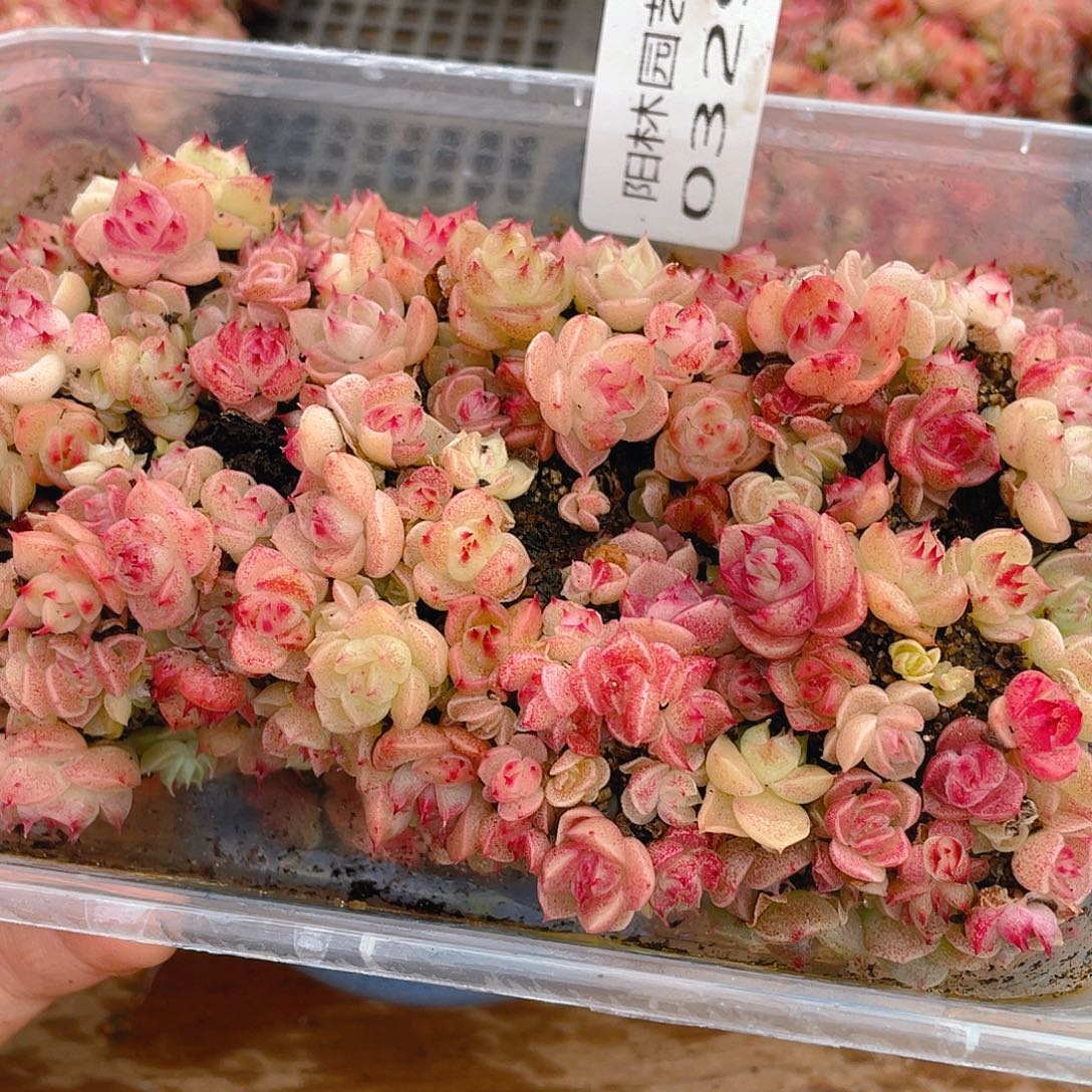 多肉植物多肉植物329