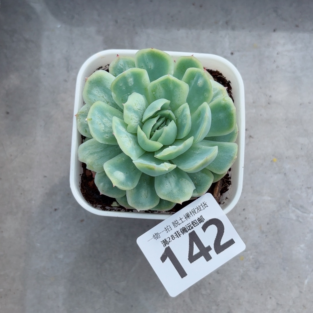 泡泡纱裙单头无盆土发货