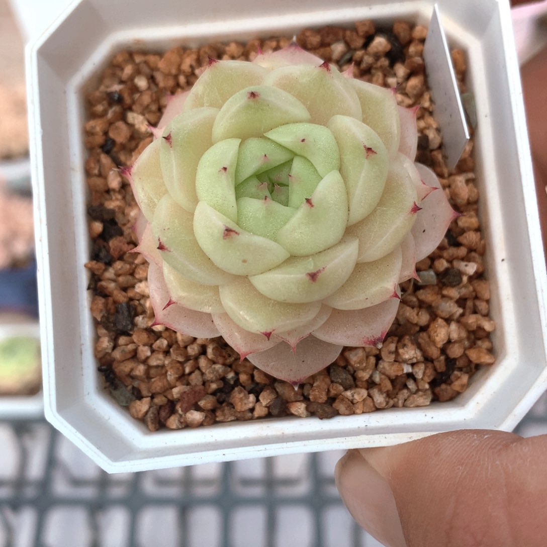 002麦秆单头不包整散