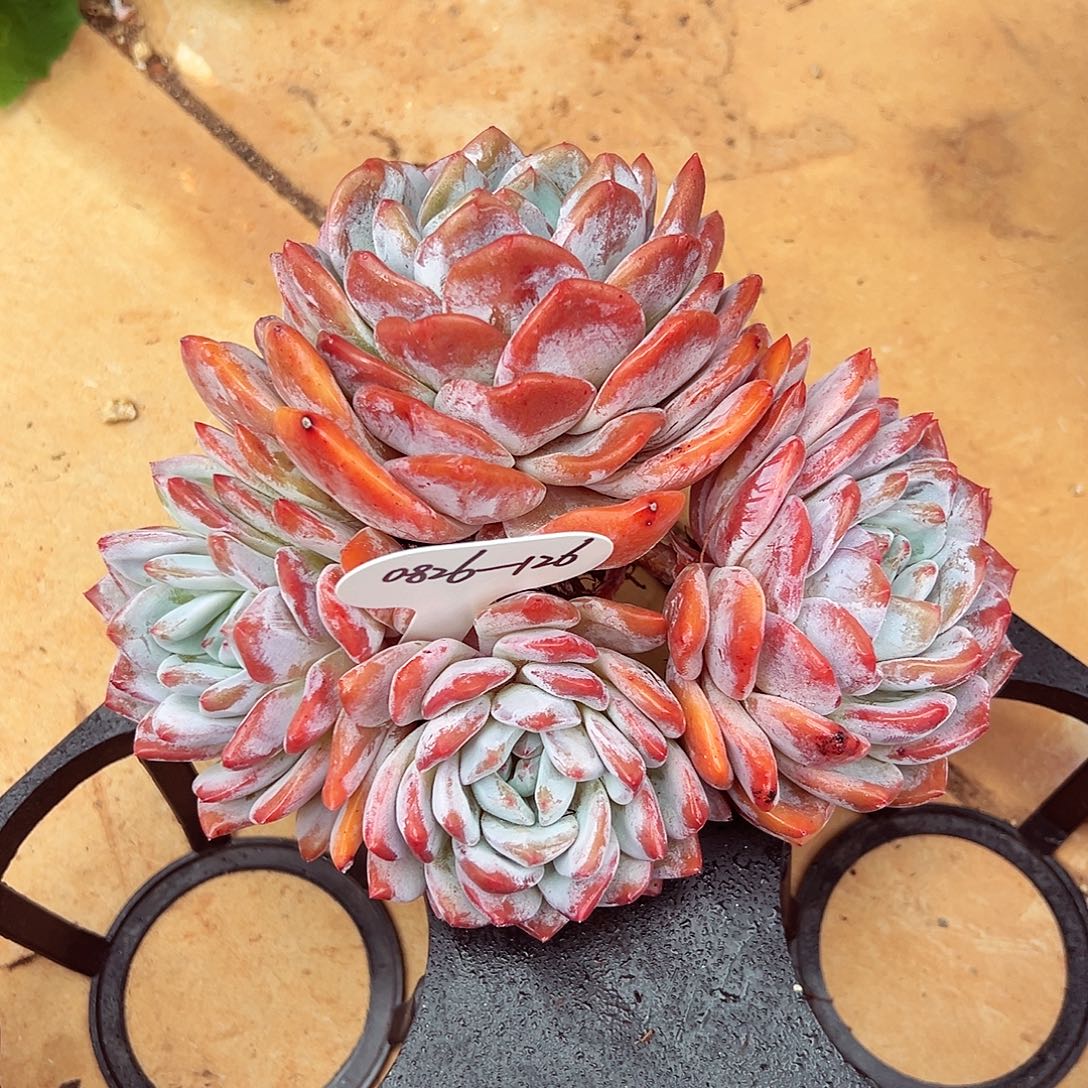 0826-126绝绝子星影