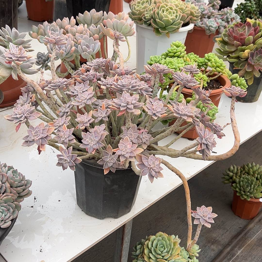 花***圆3063阿伦培多肉植物