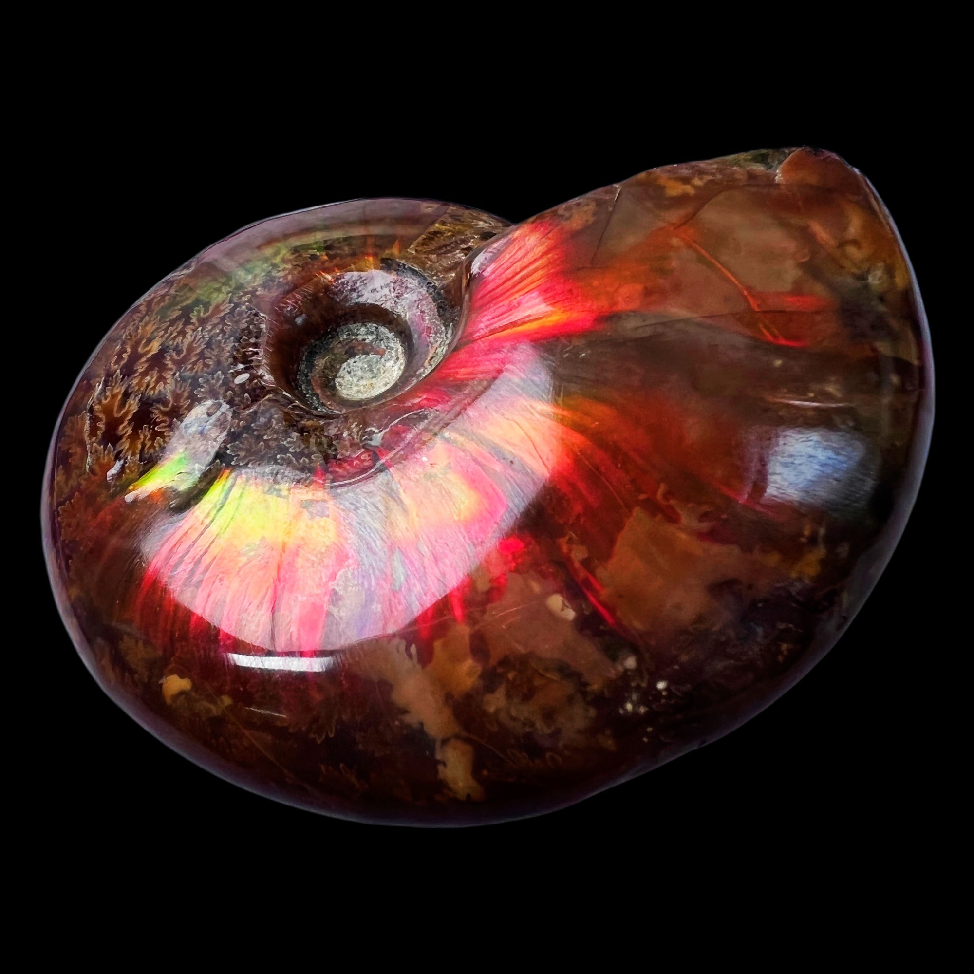 【 叶菊石（火凤凰）】65.2mm 马达加斯加 古贝壳 N-50 创意饰品 A81