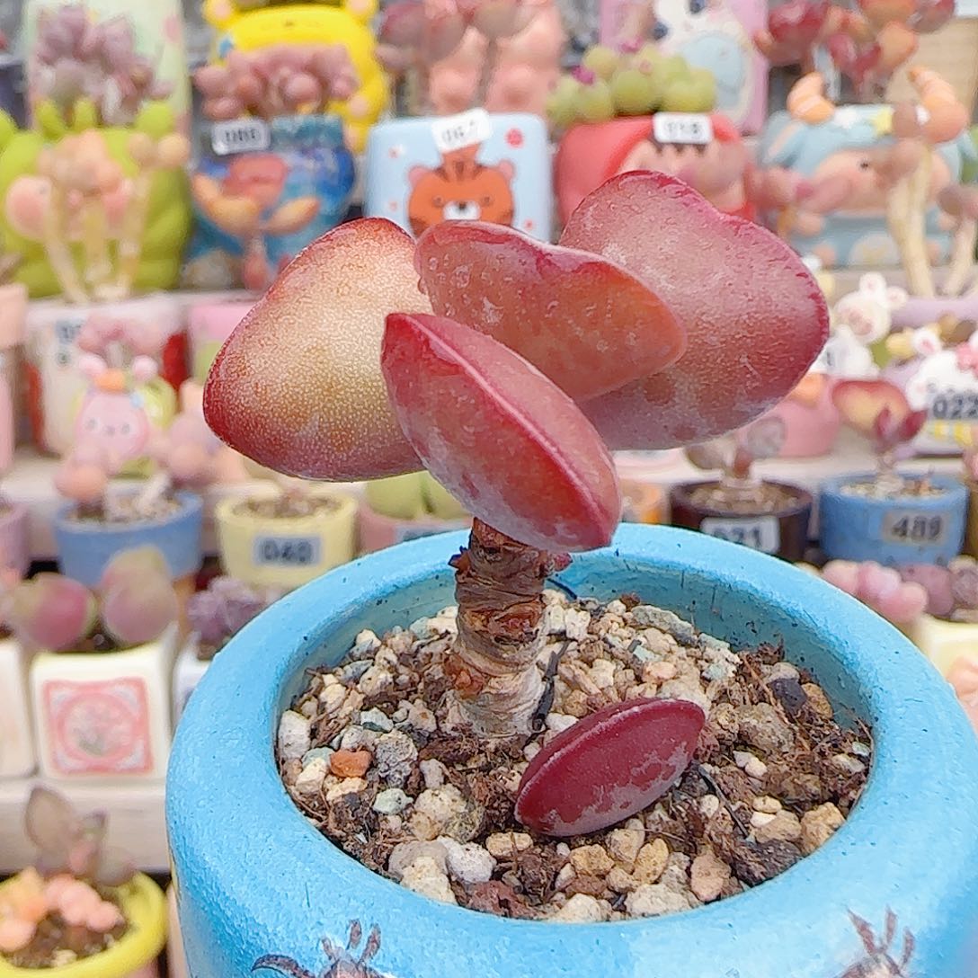 L 爱心黛侧芽 盆口4cm