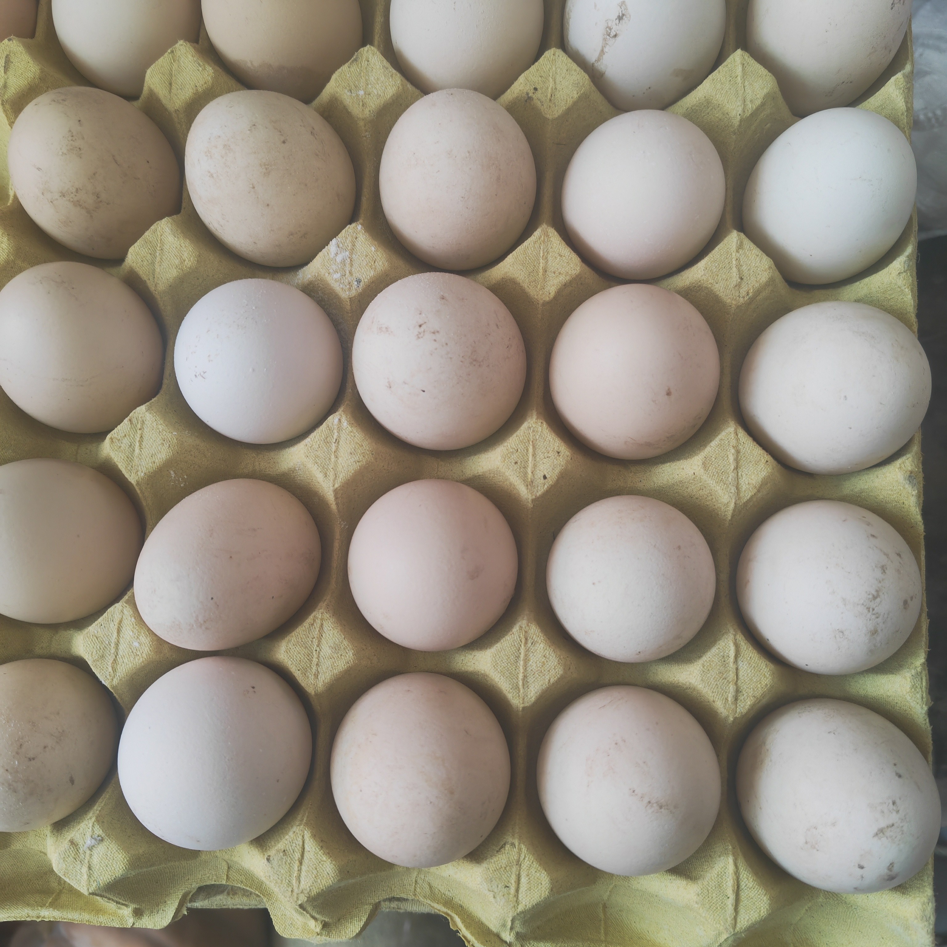 大壮正宗农家散养新鲜营养土鸡蛋柴鸡蛋笨鸡蛋适合孕妇月子