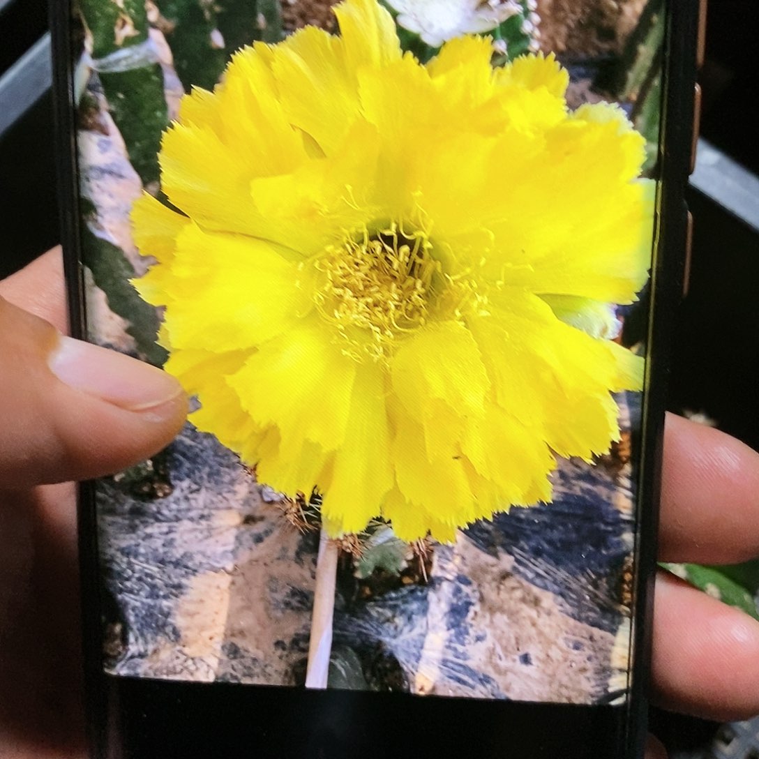 彩 秋洛/侧芽歪20包邮/5公分