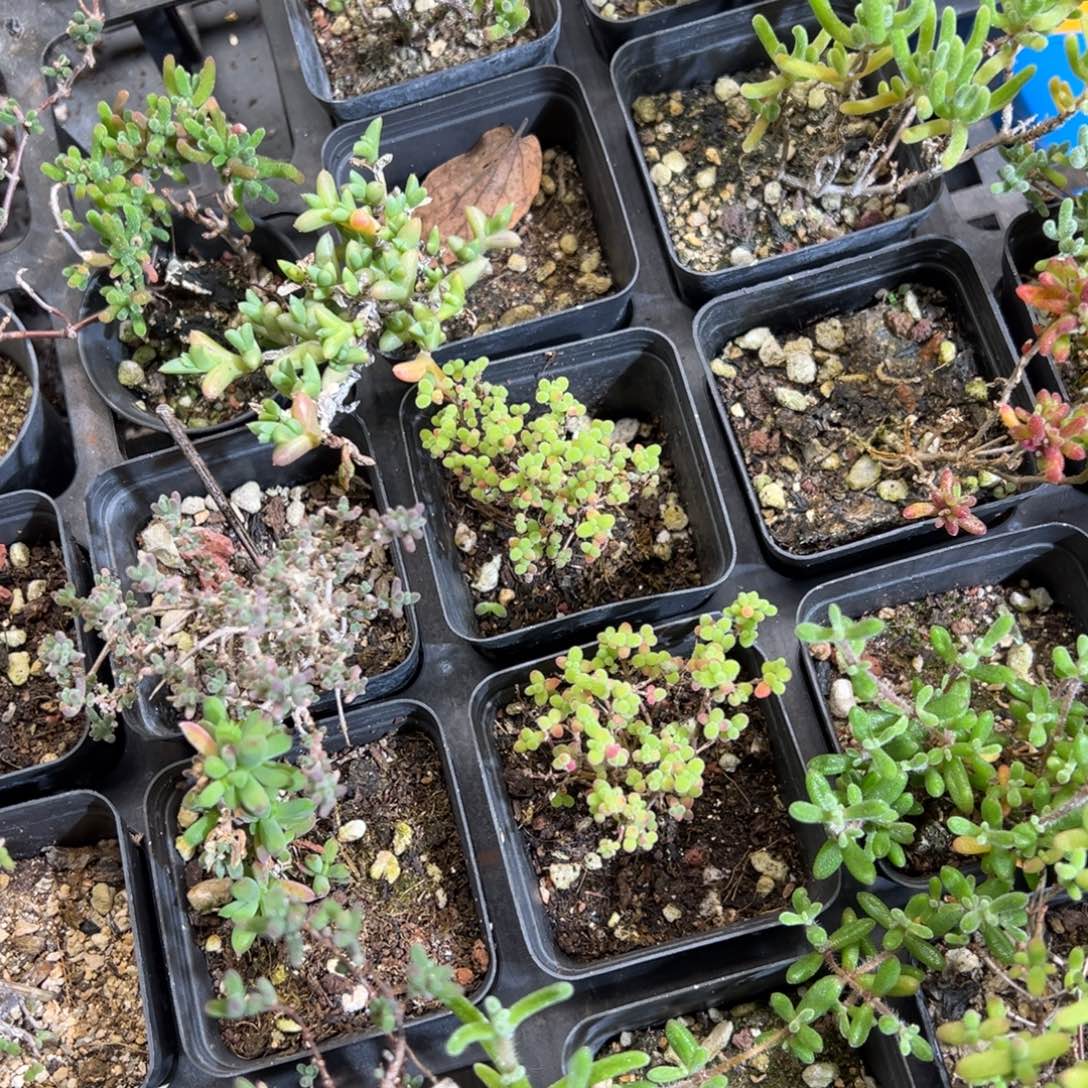 1元福利老桩枝干精品