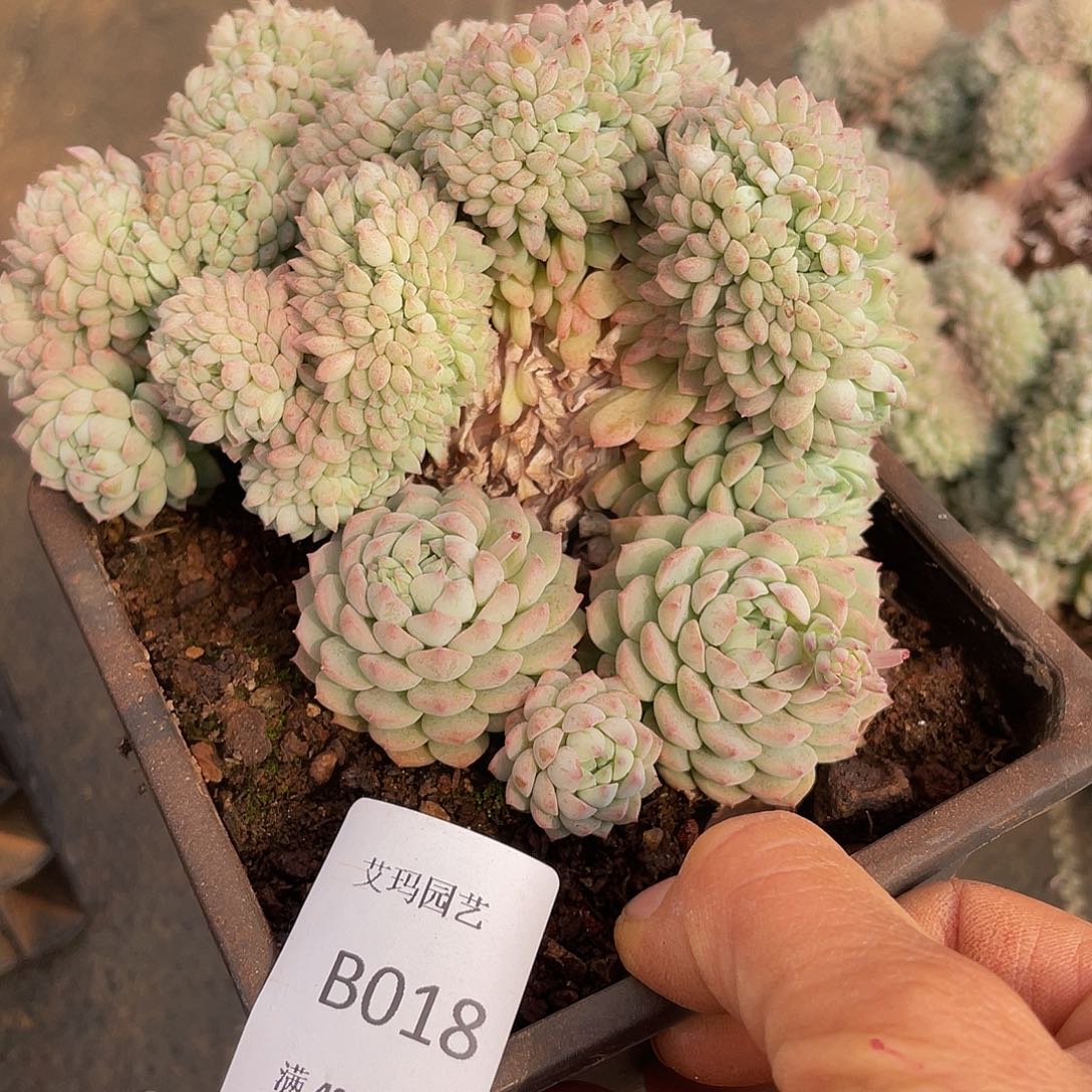 小红蛋018多肉多肉