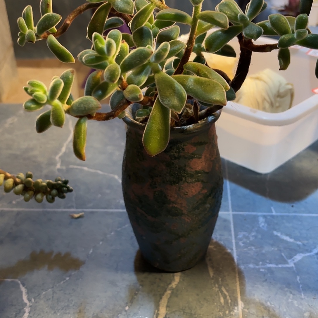 多肉植物啦啦啦啦啦