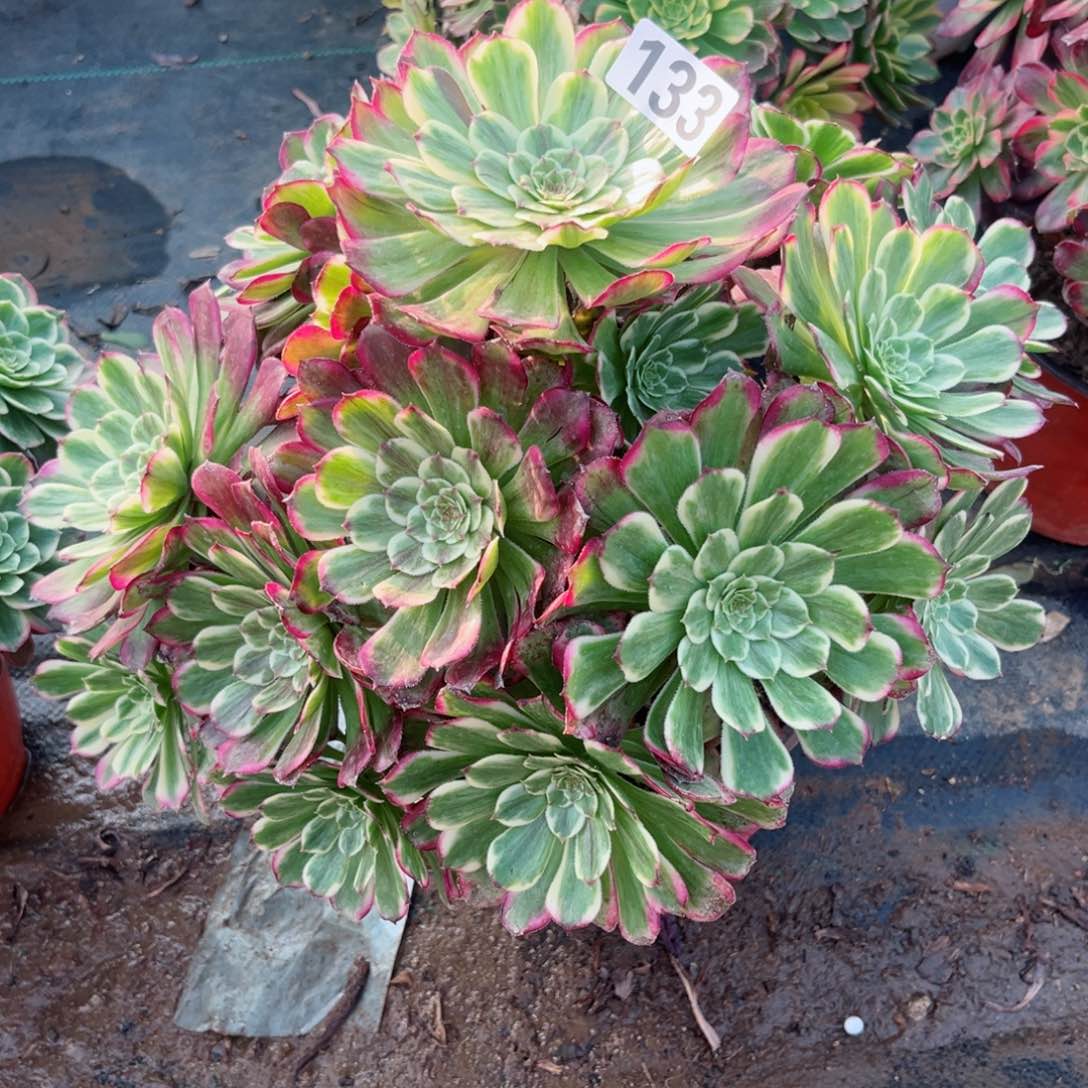 133紫焰法师多肉植物