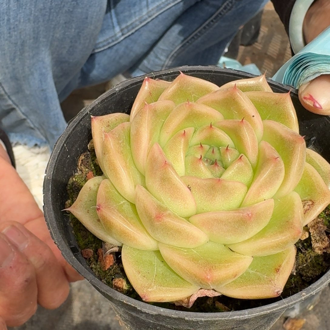 多肉杂交一物一拍25-148