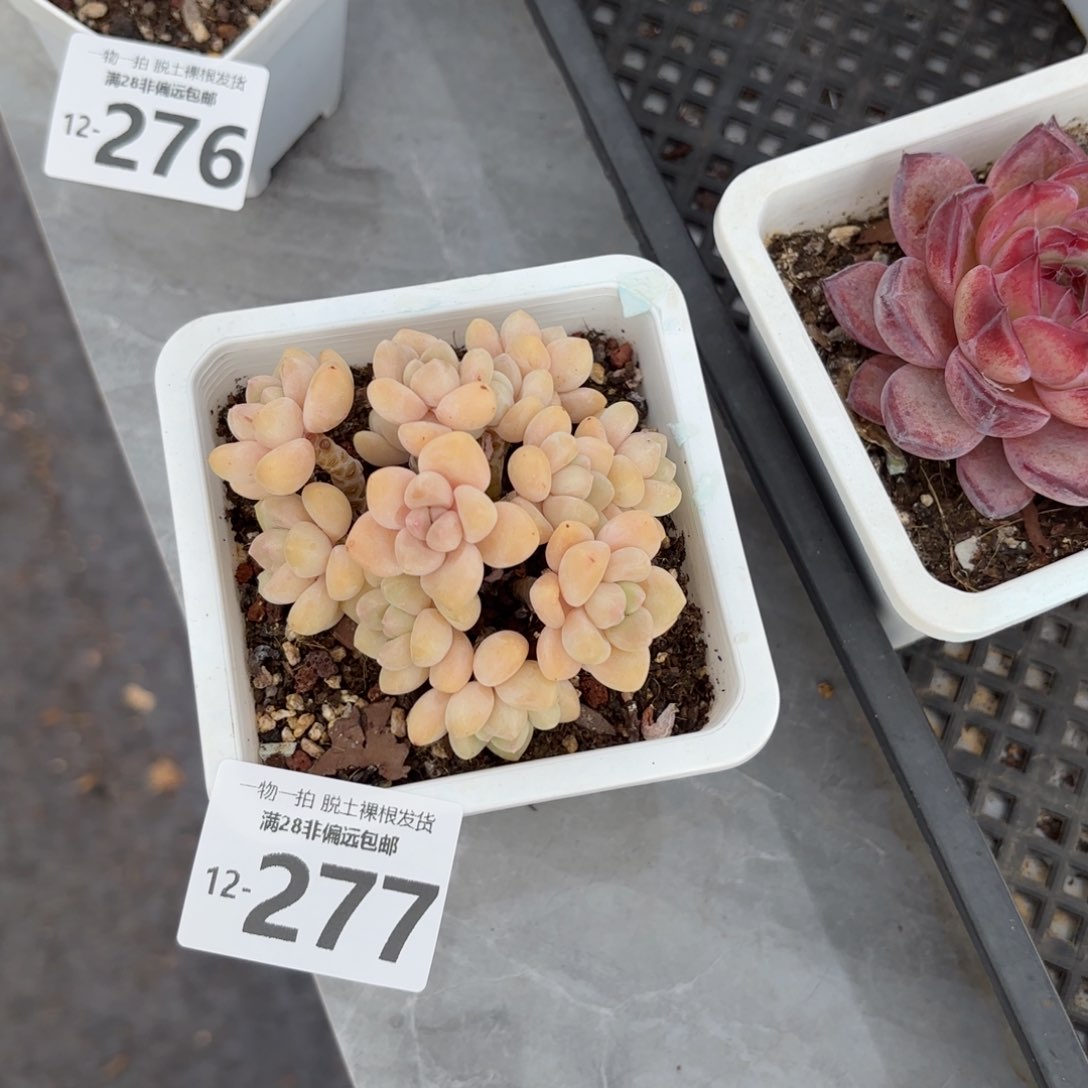 奶酪蛋糕整桩无砍