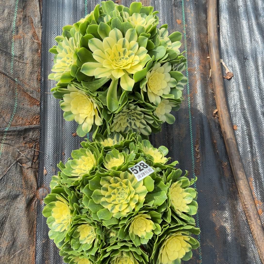 小***方多肉植物528多肉植物