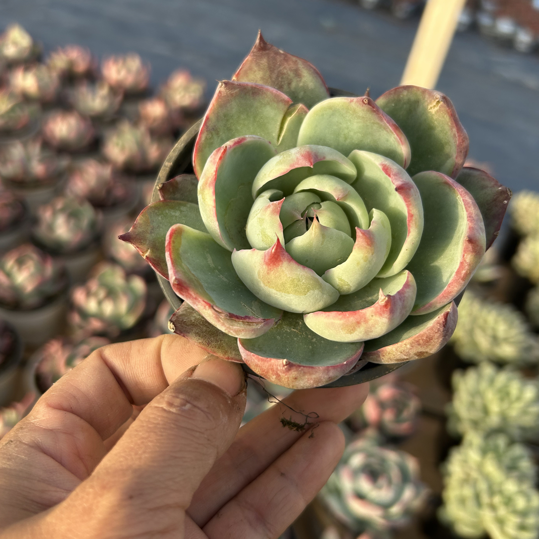 惊鸿仙子多肉植物   全场满16.8包邮，实物以直播展示为准