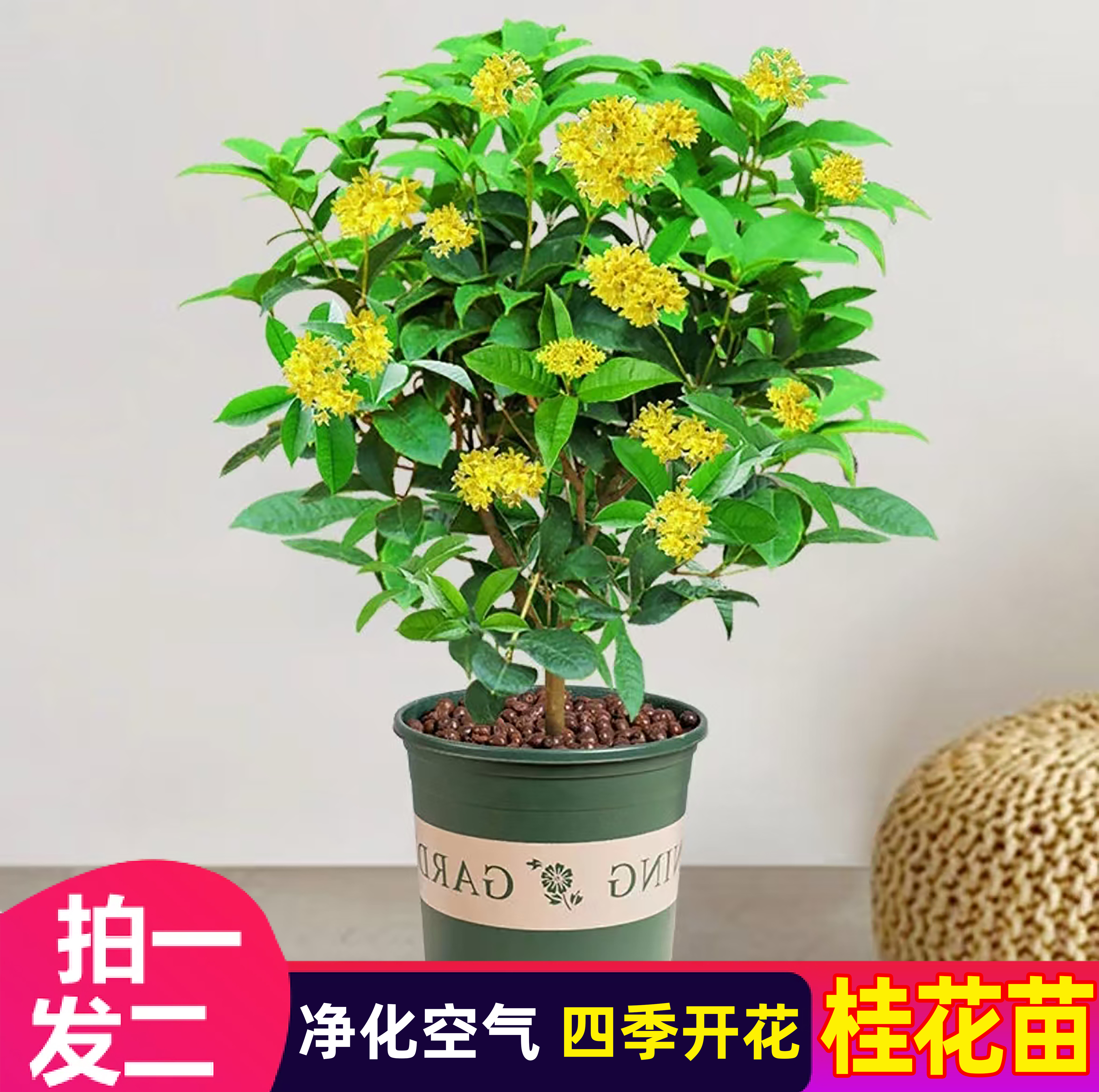 【买一送一】四季开花桂花苗浓香型花卉四季桂室内外庭院好种