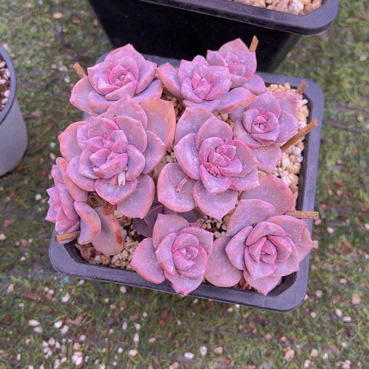 健健康康平平安安多肉植物