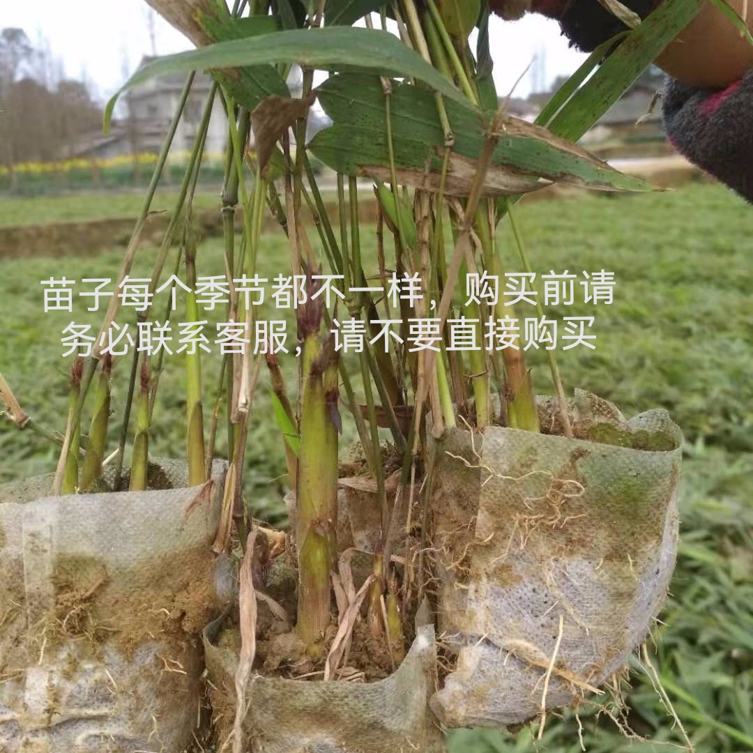 楠竹苗毛竹大型竹子大型楠竹庭院竹四季竹苗植物