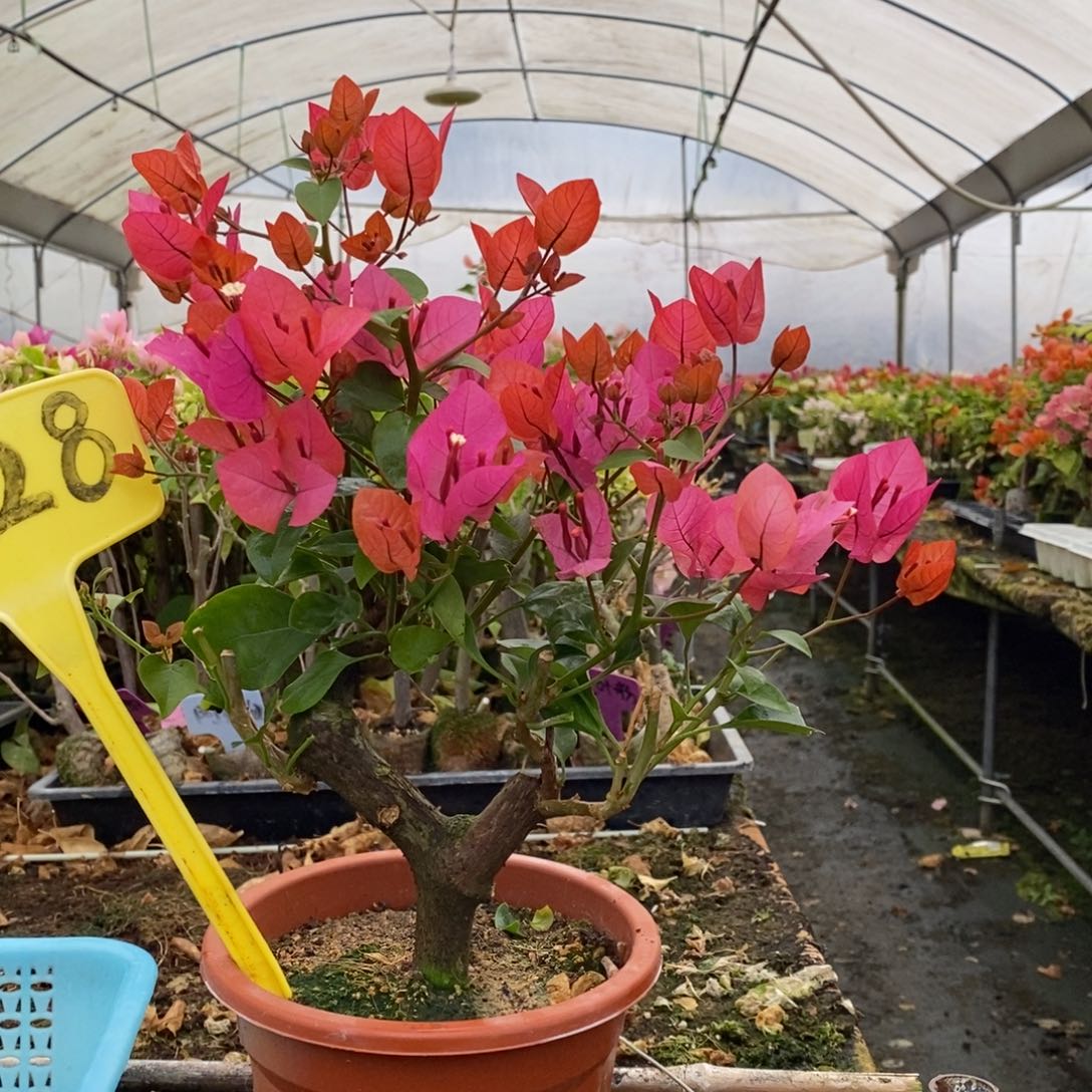 无花朵三角梅同安红D28