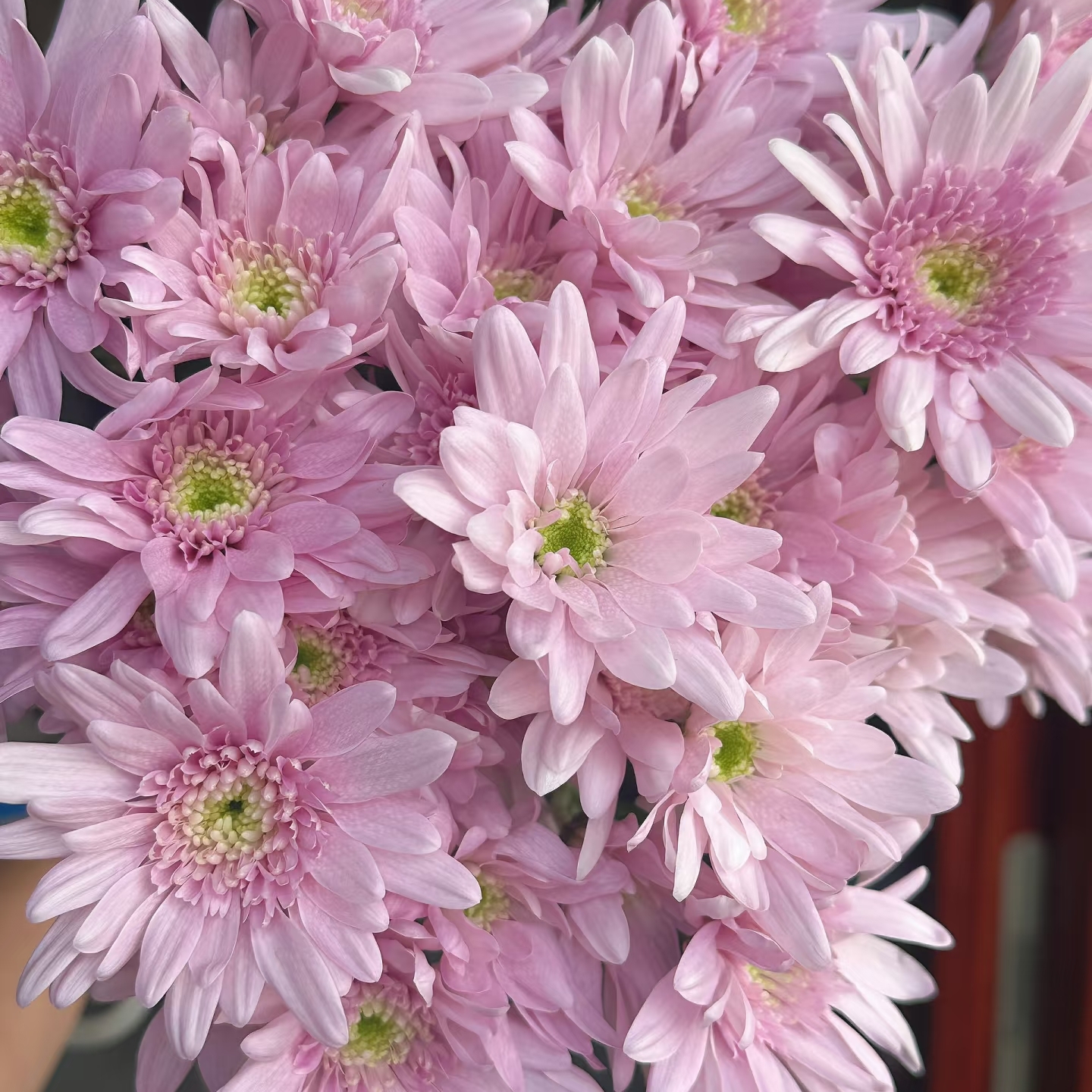弥勒粉小雏菊10枝，昆明顺丰直发