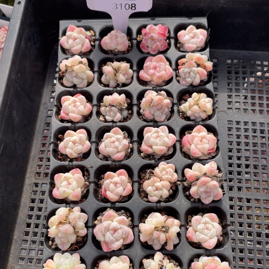 不包整散 盆子不售后3108