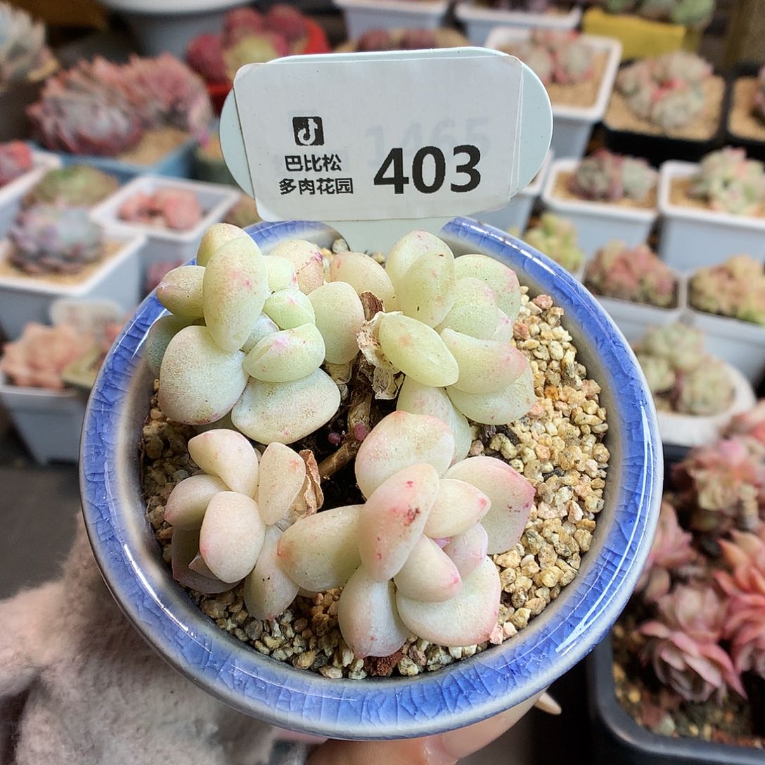403五头冰玉石化多肉植物