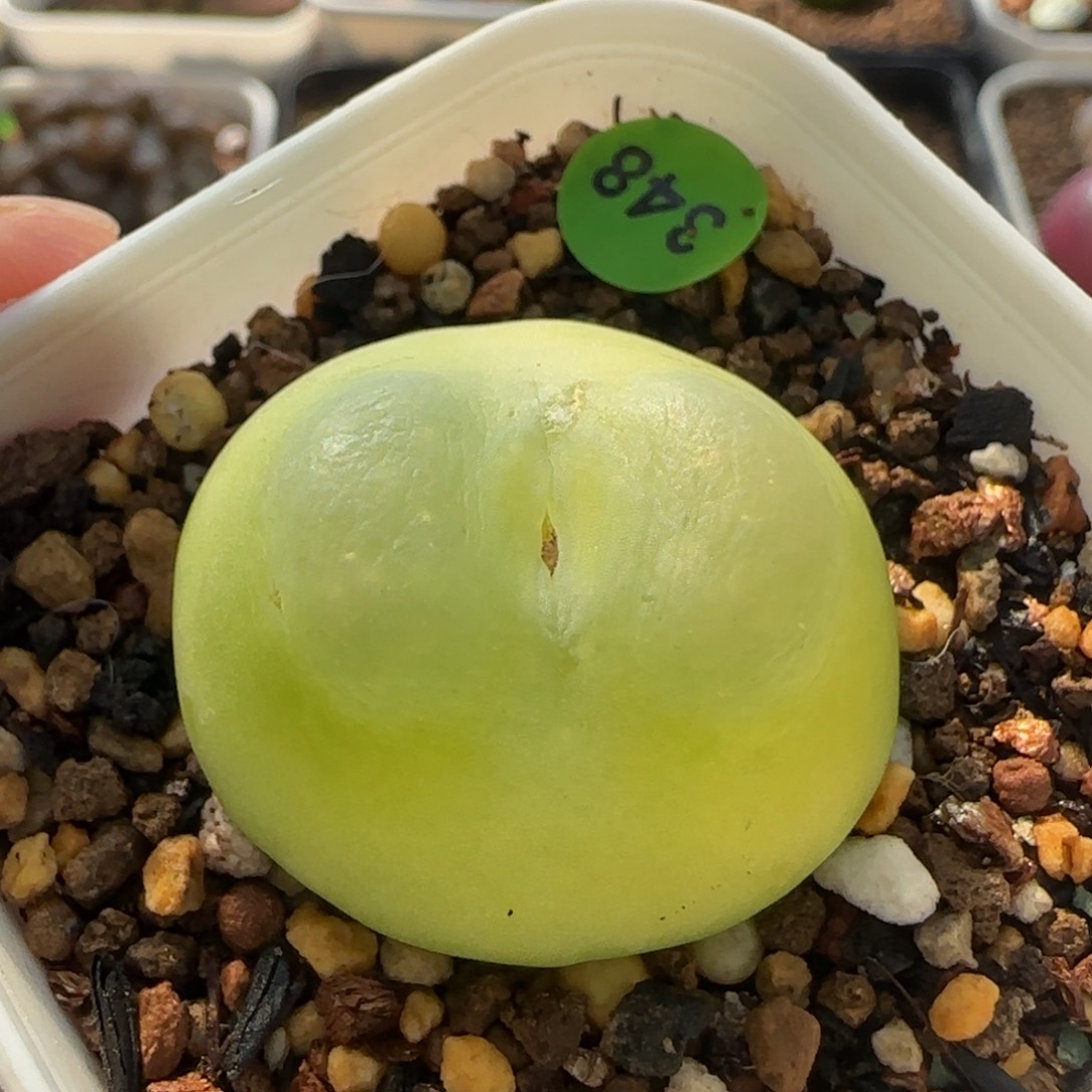 拉登3+多肉植物348