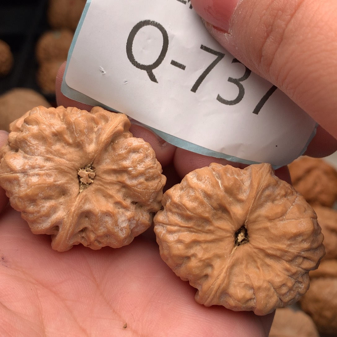 文玩核桃把件36蛙……