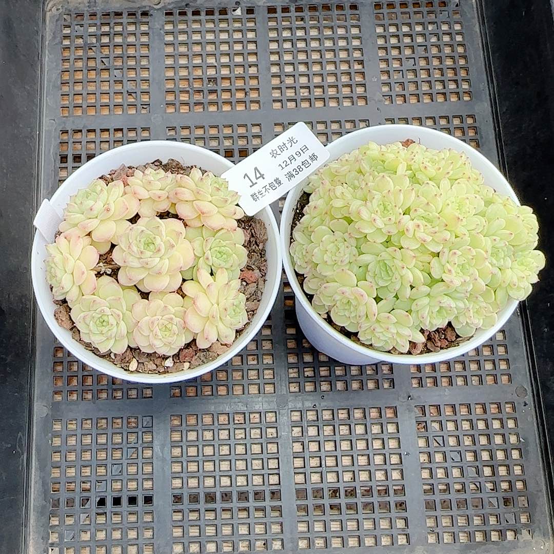 1209-14（m1-454-1/ht-65）多肉专拍