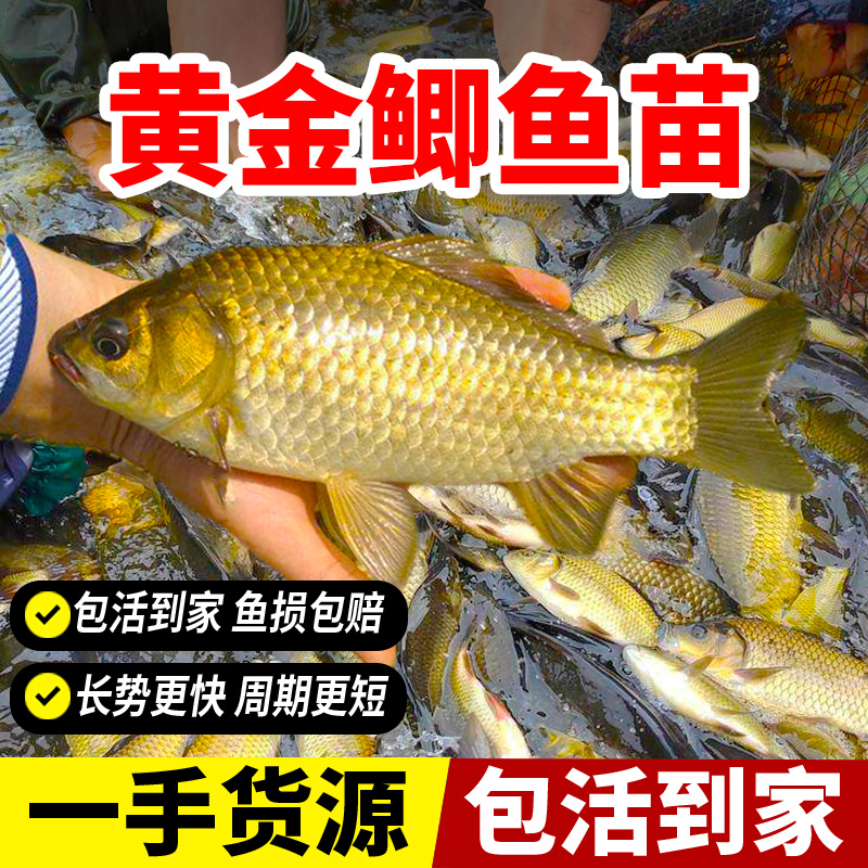 鲫鱼苗工程鱼苗鲫鱼中科五号水库工程养殖鱼塘土鱼水耐活鱼好养