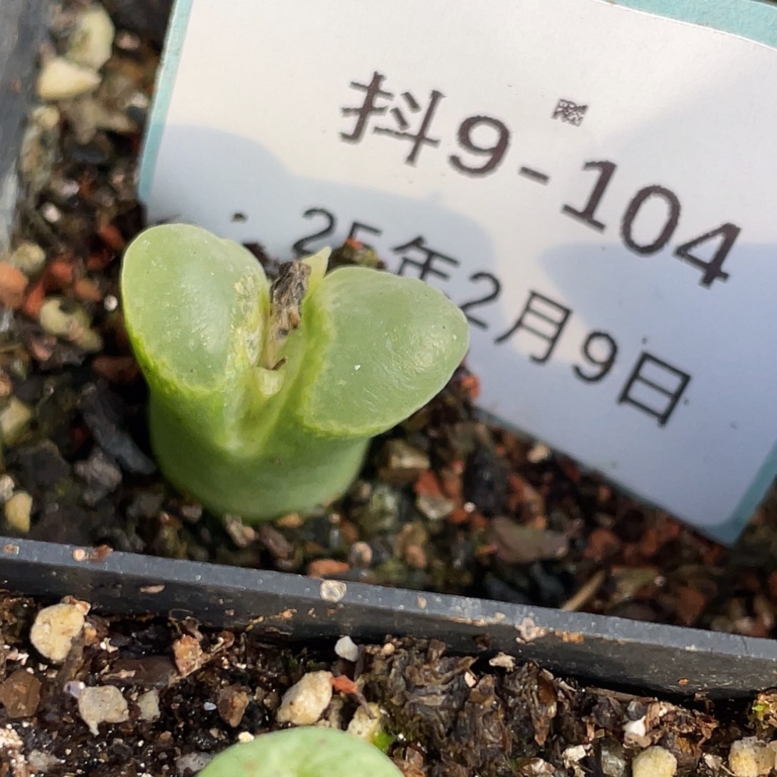 9-104风铃多肉植物