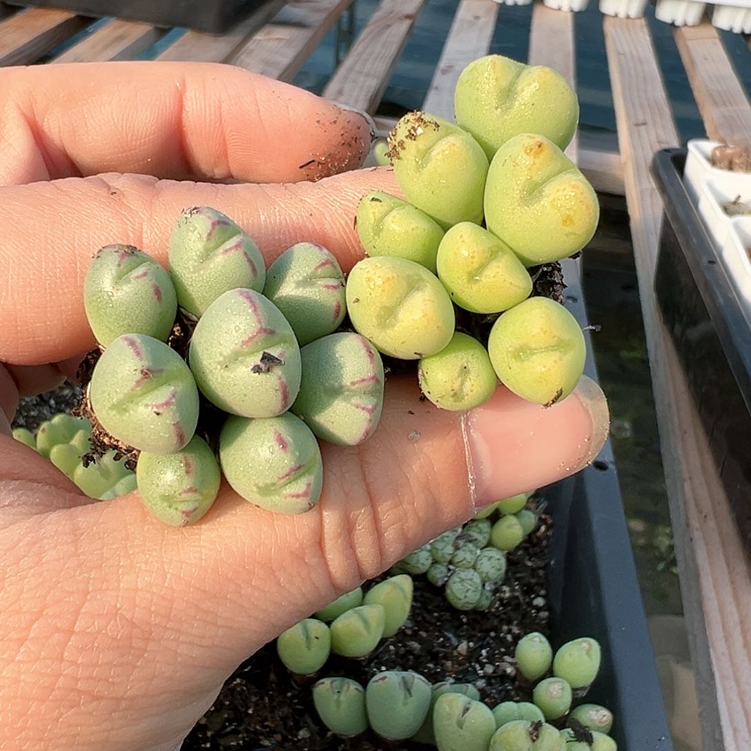 陈*多肉肉锥 少将x2