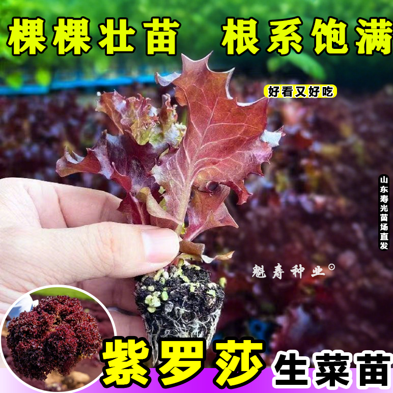 紫罗莎生菜苗样带土球速生凤尾生菜种子春秋冬四季耐寒蔬菜籽寿光