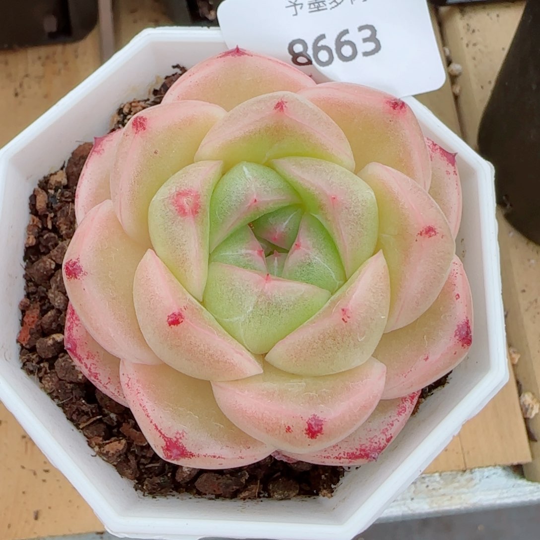 M100，多肉植物，8663多肉