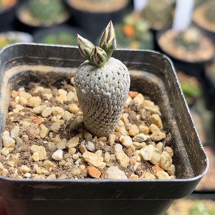 雨*精巧殿一颗一物一拍