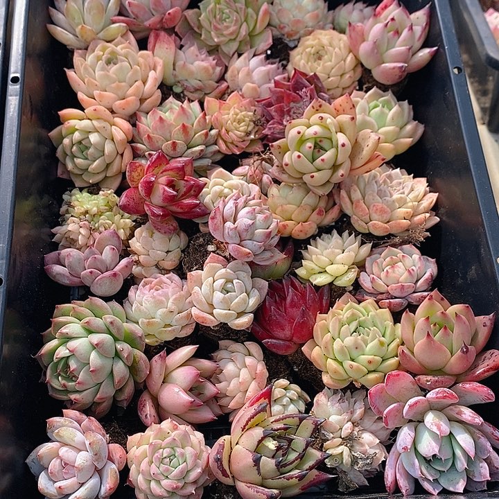 29 多肉植物盆栽花卉植物