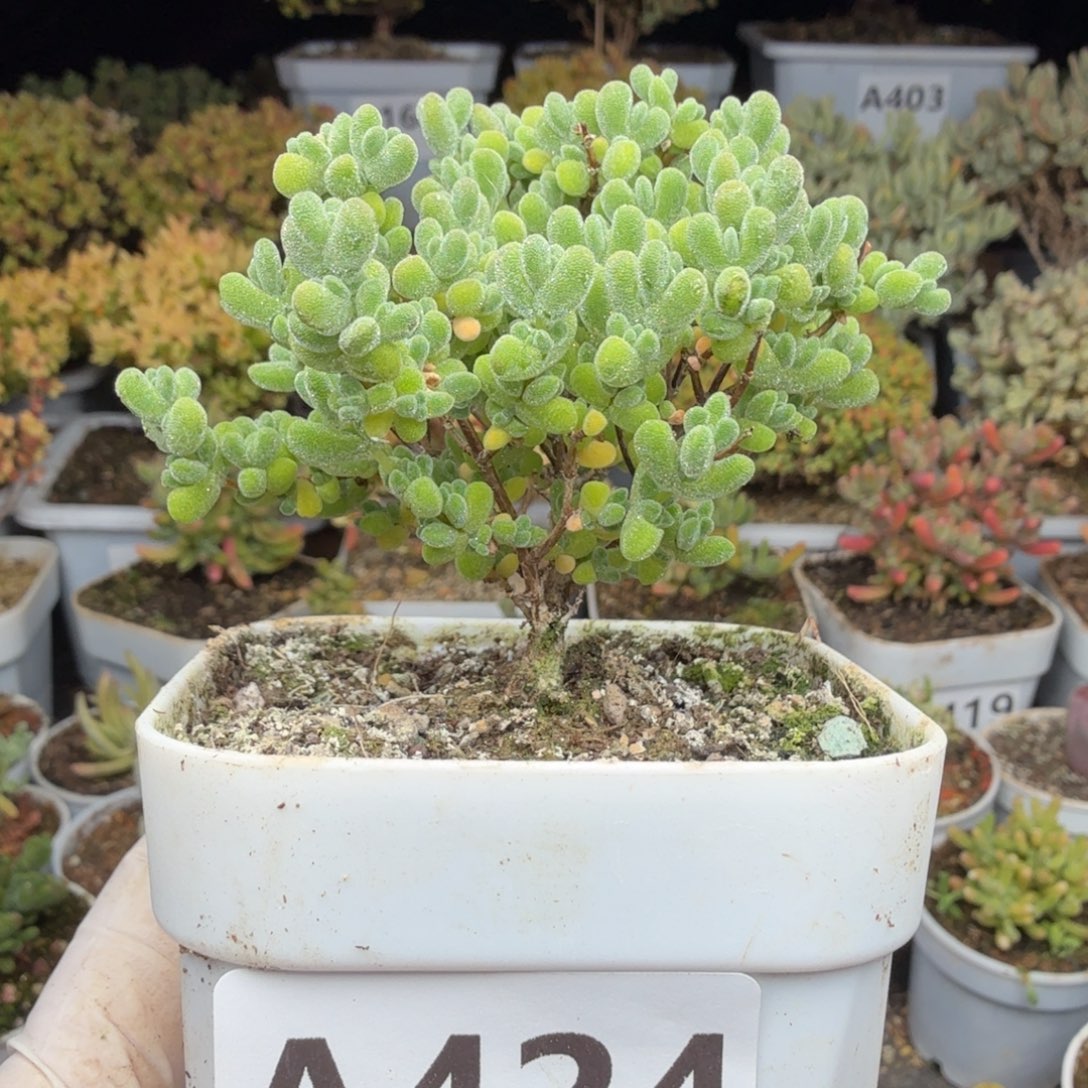 A424莱斯枝干28元包邮