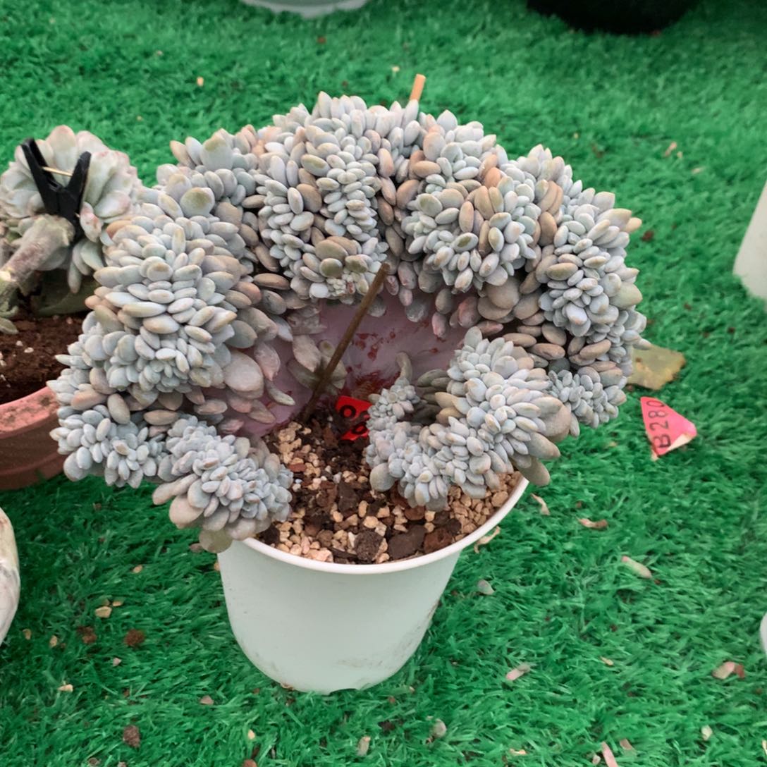 883粉兔111111111111111