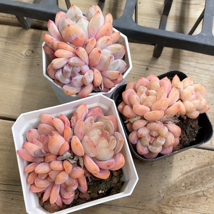 星影群。海棠红群。全明星群组合