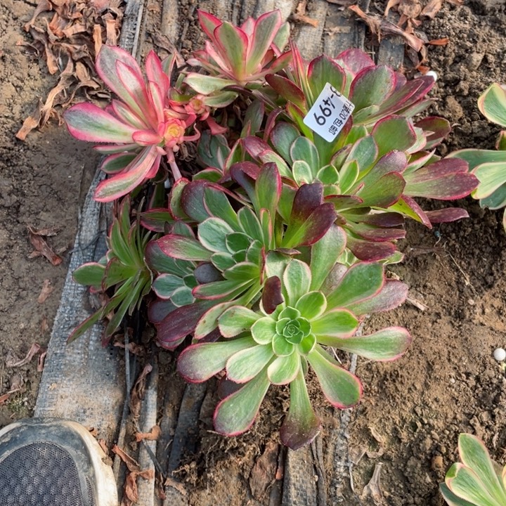 清***浅499黑膜锦不包掉头123456789