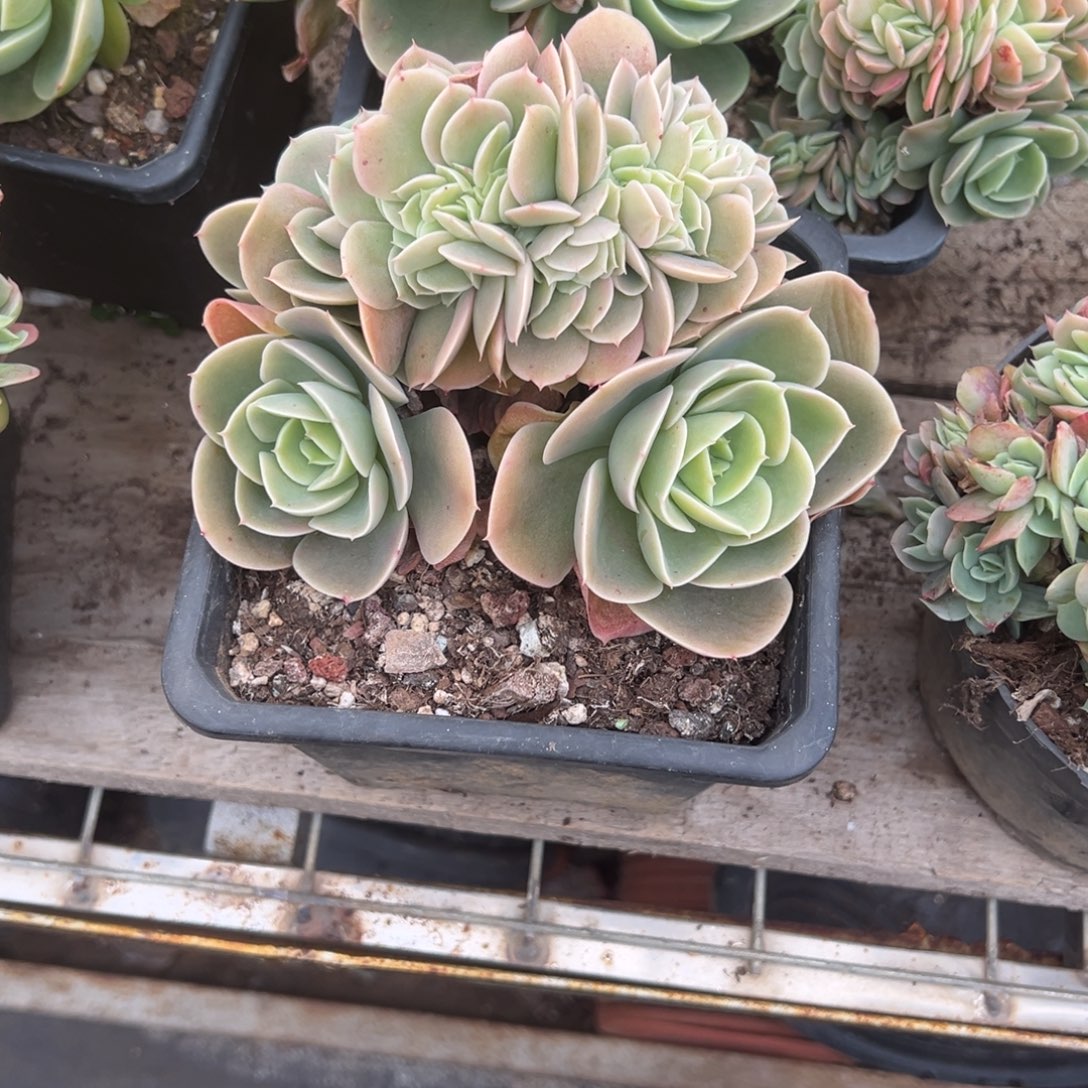醉***颜精品多肉植物老桩