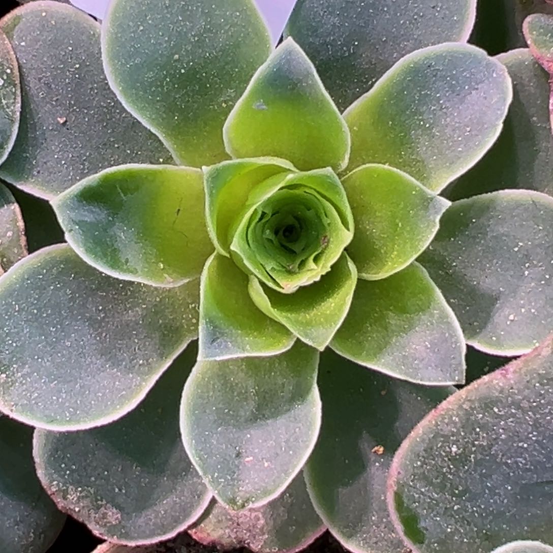 HR544。不知名福利蕾丝基因